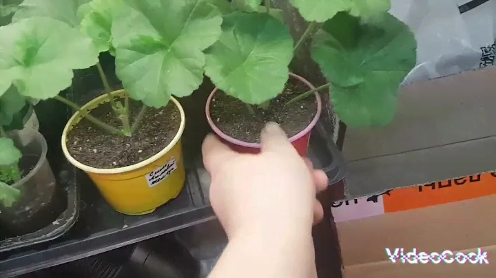 Ещё новинки пеларгоний в моей коллекции/ так же обзор ранее приобретенных 🌺🌺🌺