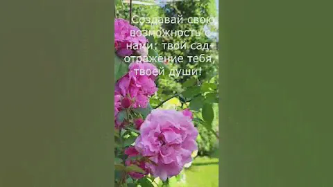 Клематисы и розы для Вашего сада. Саженцы. Отправляем по всей России.
