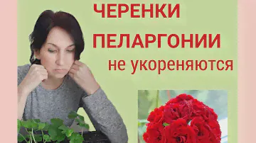 Черенки пеларгонии не укореняются. Почему?