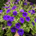 Петуния вегетативная MiniVista Violet в горшках 2шт