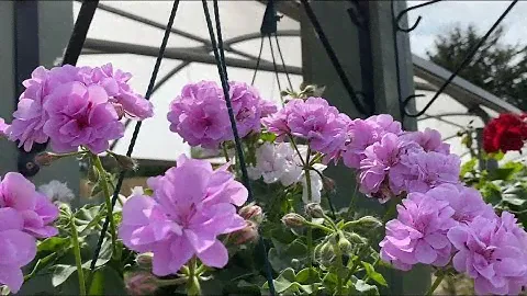 ПЕЛАРГОНИИ Toscana! Обзор Сортов. Pelargonium Toscana Medio, Sunflair, Moonflair Series. London.