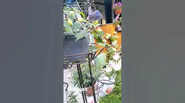 фуксия. черенки на осень.