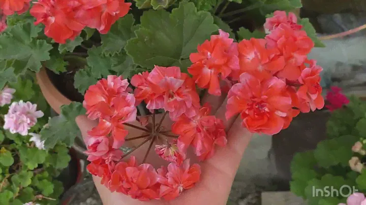 Пеларгония Леона Галактика