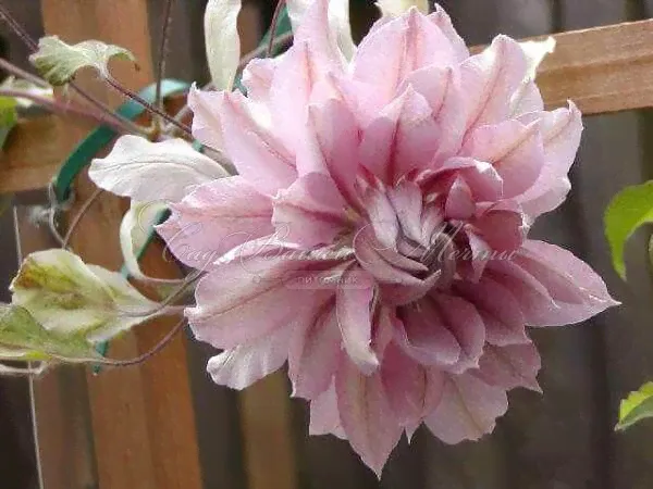 Клематис Вайолет Элизабет / Clematis Violet Elizabeth