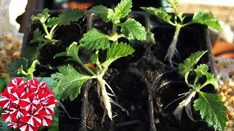 🌱Вербена из черенка !!! Быстро, просто, много !!! Люблю так 🌱