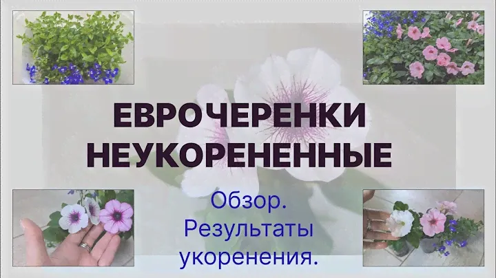 Неукорененные еврочеренки с агрофирмы "Виола". Обзор черенков, результаты укоренения.