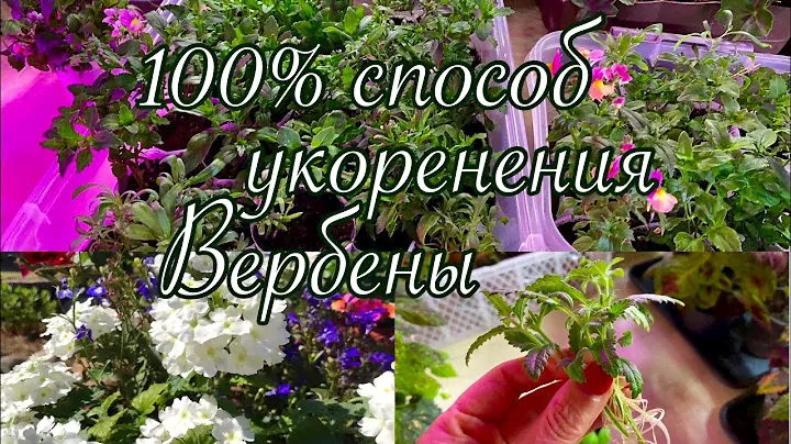 Лучший способ укоренения черенков Вербены🌸Обзор черенков🌱Обработки, подкормки🏠🧑‍🌾