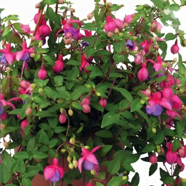 Фуксия ампельная Rose-Violet- Розово-фиалетовый (кашпо)