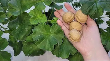 ВНЕСИ под любой цветок и даже самое чахлое растение оживет, позеленеет, 3 эффективные подкормок
