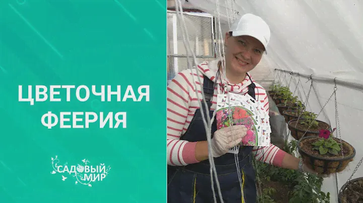 Посадка петунии в кашпо и в вазоны. Украшаем сад