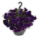 Вербена Empress Sun Violet. укорененные черенки