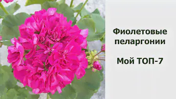 Фиолетовые пеларгонии.  Мой ТОП - 7
