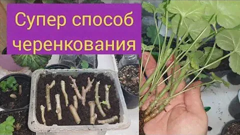 Эти черенки пеларгонии точно приживутся!